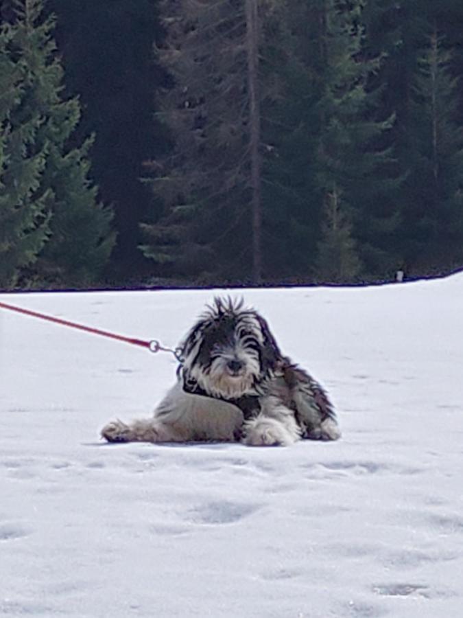 Haus Farmer Sankt Martin am Tennengebirge Kültér fotó